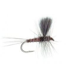 Bears Hendrickson Dun