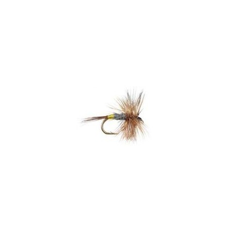 Adams Female