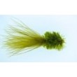 Olive Fritz Goldhead