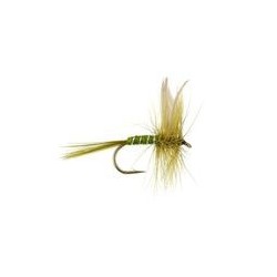 Rough Olive