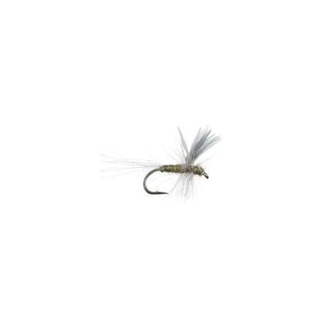 Thorax BWO