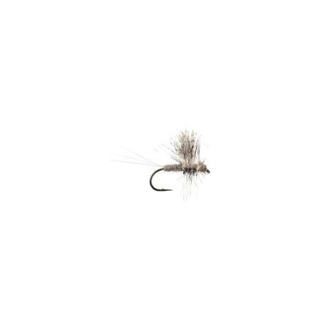 Thorax Callibaetis