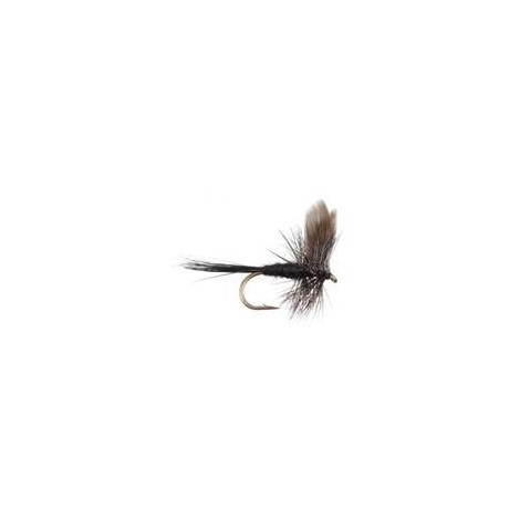 Black Gnat