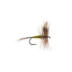 Adams Olive