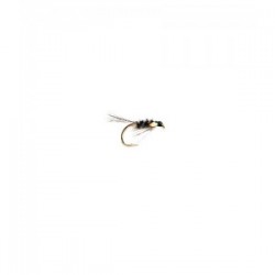 Black Holographic Diawl Bach